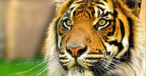 tigre