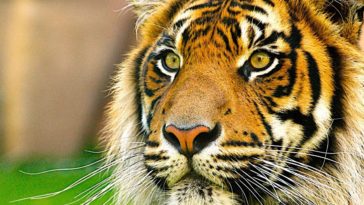 tigre