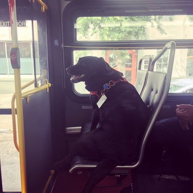 Eclipse mostra toda a sua independência andando de ônibus sozinha (Foto: Reprodução/Reddit)