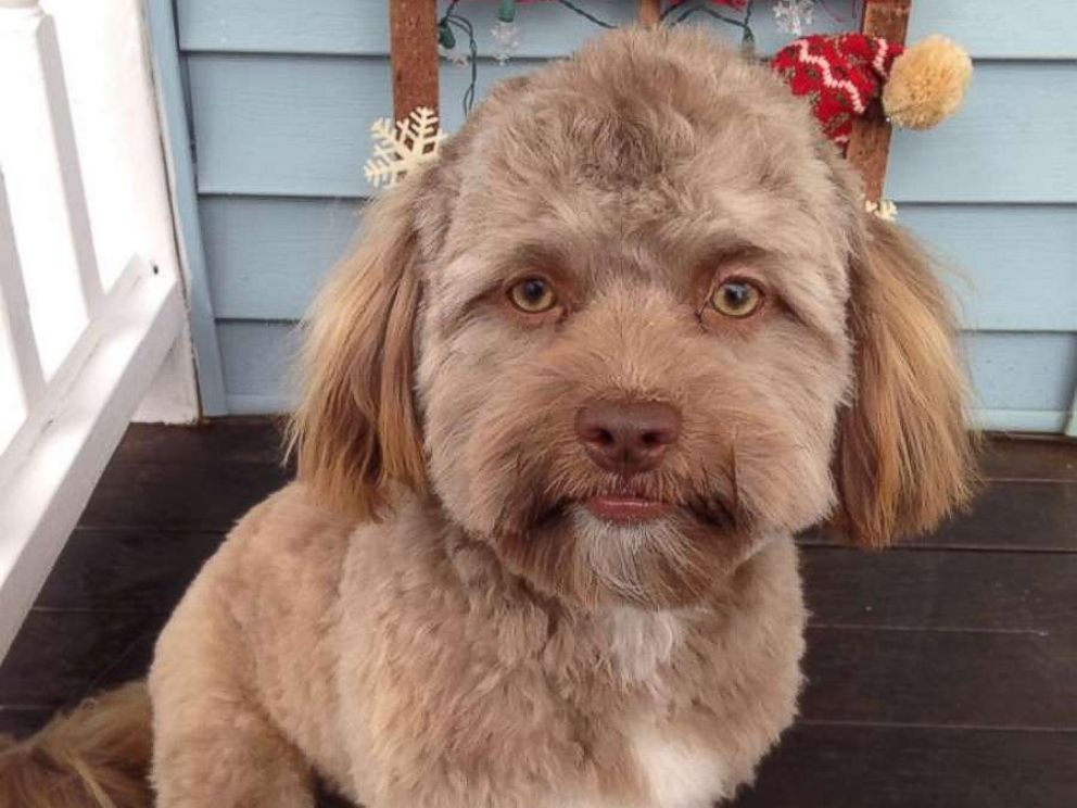 feedclub cachorro com rosto de humano interna