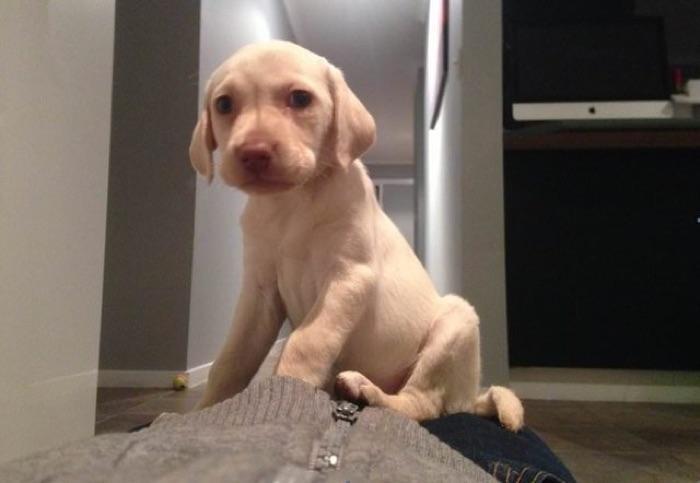 labrador devolvido por ladrão