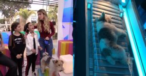 globo video show