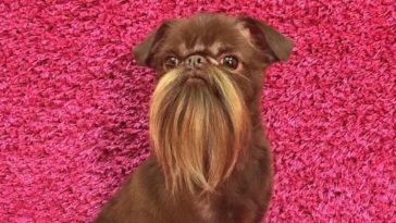 cachorrinho