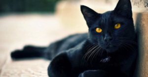 gato preto
