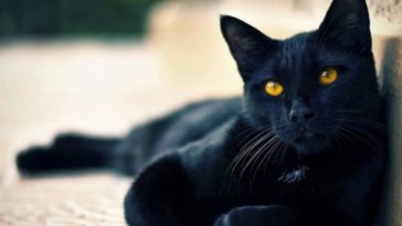 gato preto