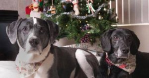 cachorros
