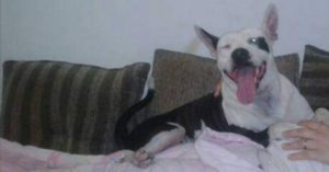 cadela