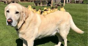 labrador