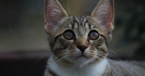 gato