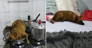 sasha dog filtro de cachorro instagram