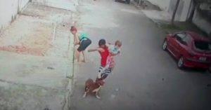 ataque de pit bull