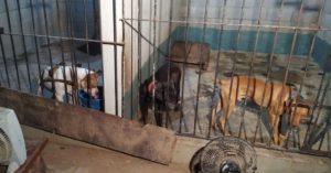 rinha de cães