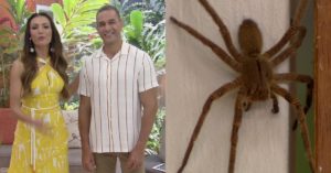 aranha