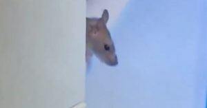 rato do bbb