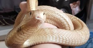 cobra naja