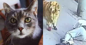 gato