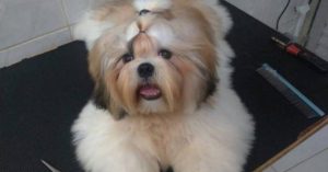 cachorro roubado