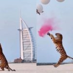 Chá Revelação tigre Dubai