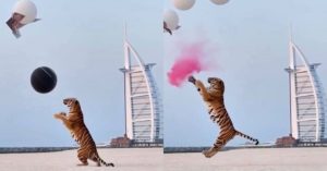 Chá Revelação tigre Dubai