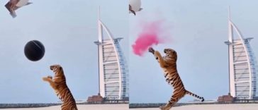 Chá Revelação tigre Dubai