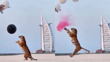 Chá Revelação tigre Dubai