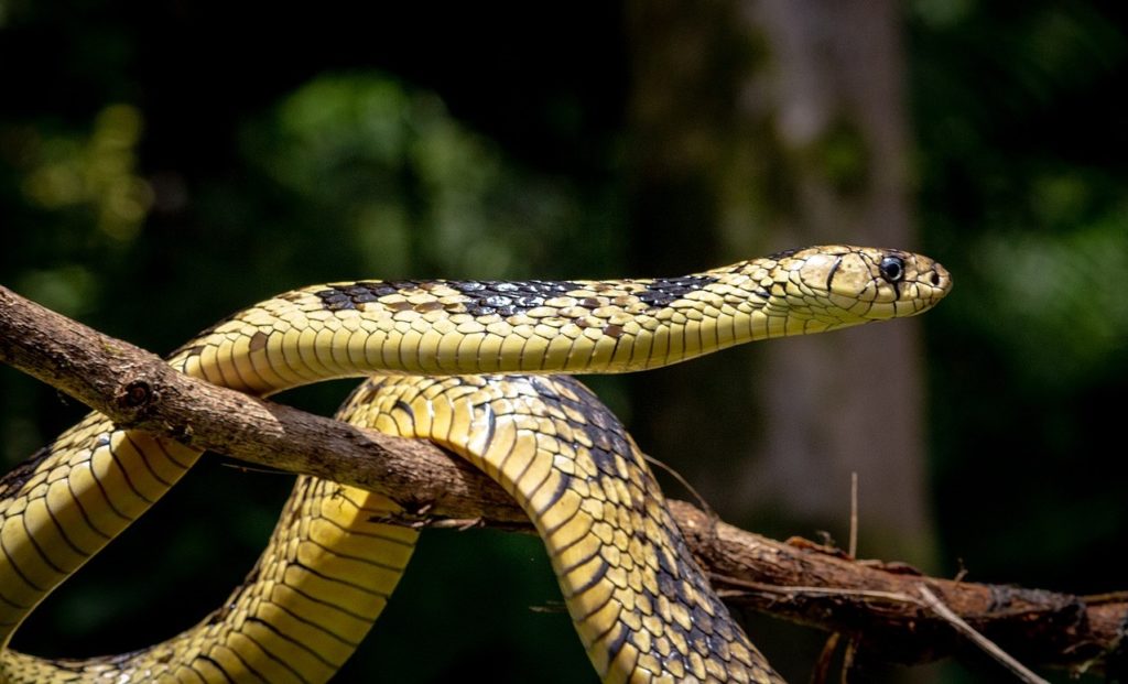 cobra caninana