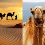 Camelos
