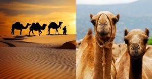 Camelos