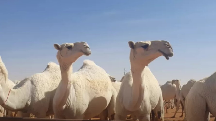 Camelos - Arábia Saudita