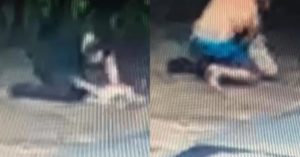 PM cachorro