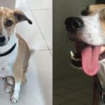 Pandora - cachorra encontrada