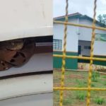 Cobra jararaca na escola - Mato Grosso do Sul