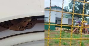 Cobra jararaca na escola - Mato Grosso do Sul