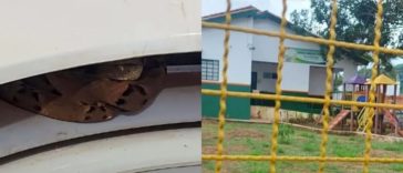 Cobra jararaca na escola - Mato Grosso do Sul