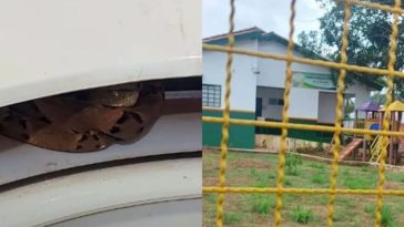 Cobra jararaca na escola - Mato Grosso do Sul