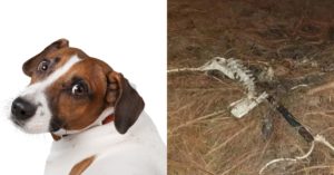 cachorros - comer