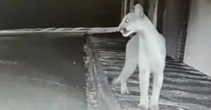 Onça - Uberlândia
