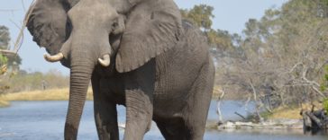 Elefante - foto