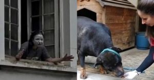 Cachorros - a Mulher da casa abandonada