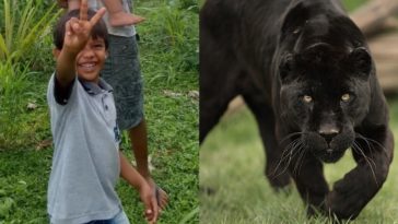 Menino - ataque onça - Brasil novo Pará