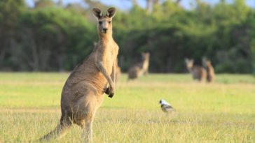 Canguru - Austrália