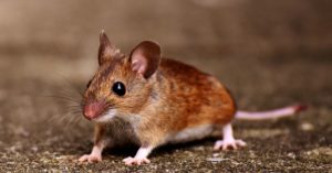 Rato Silvestre