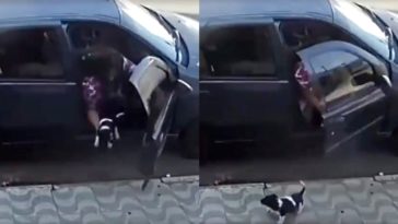 Mulher abandona cachorro - Catalão