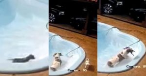 Pitbull salva chihuahua
