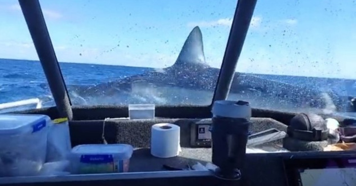 Tubarão - Nova Zelândia