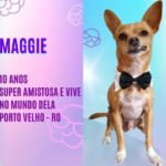Big Dog Brasil - Maggie e Dobby