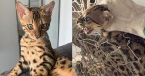 Massinha - gata - raça Bengal