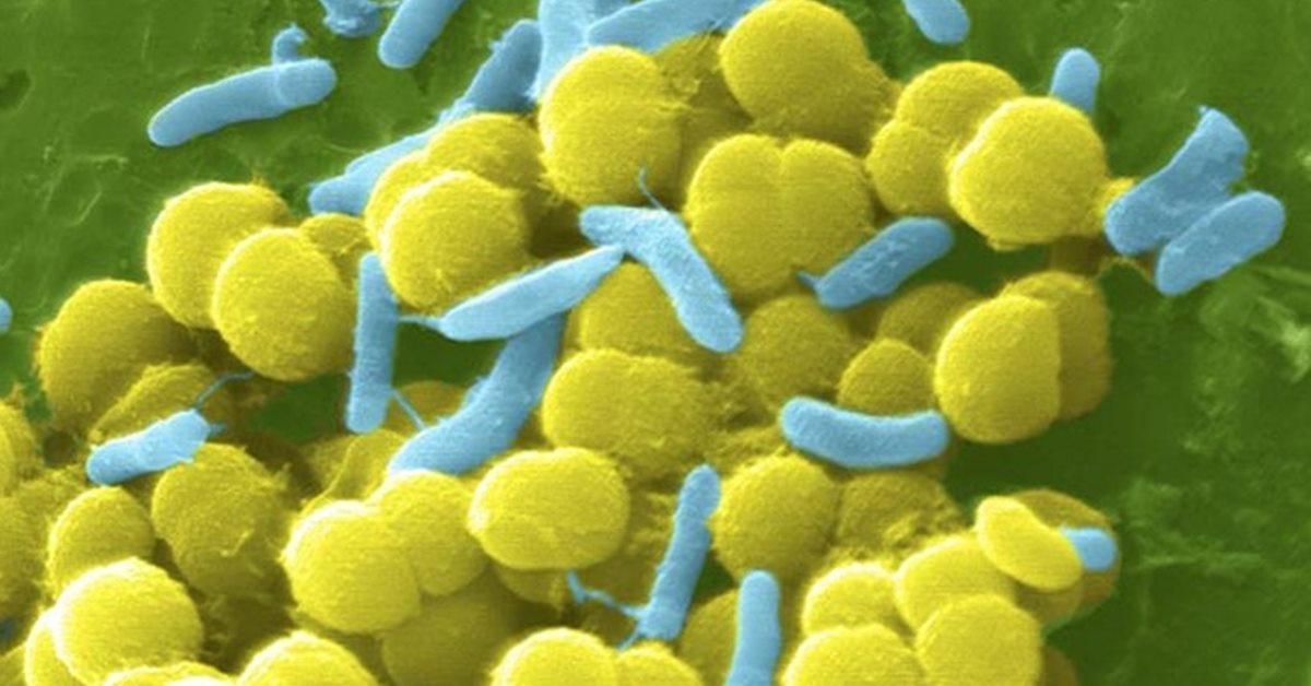Bactéria Staphylococcus aureus
