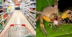 Aranha Brasileira - mercado Áustria