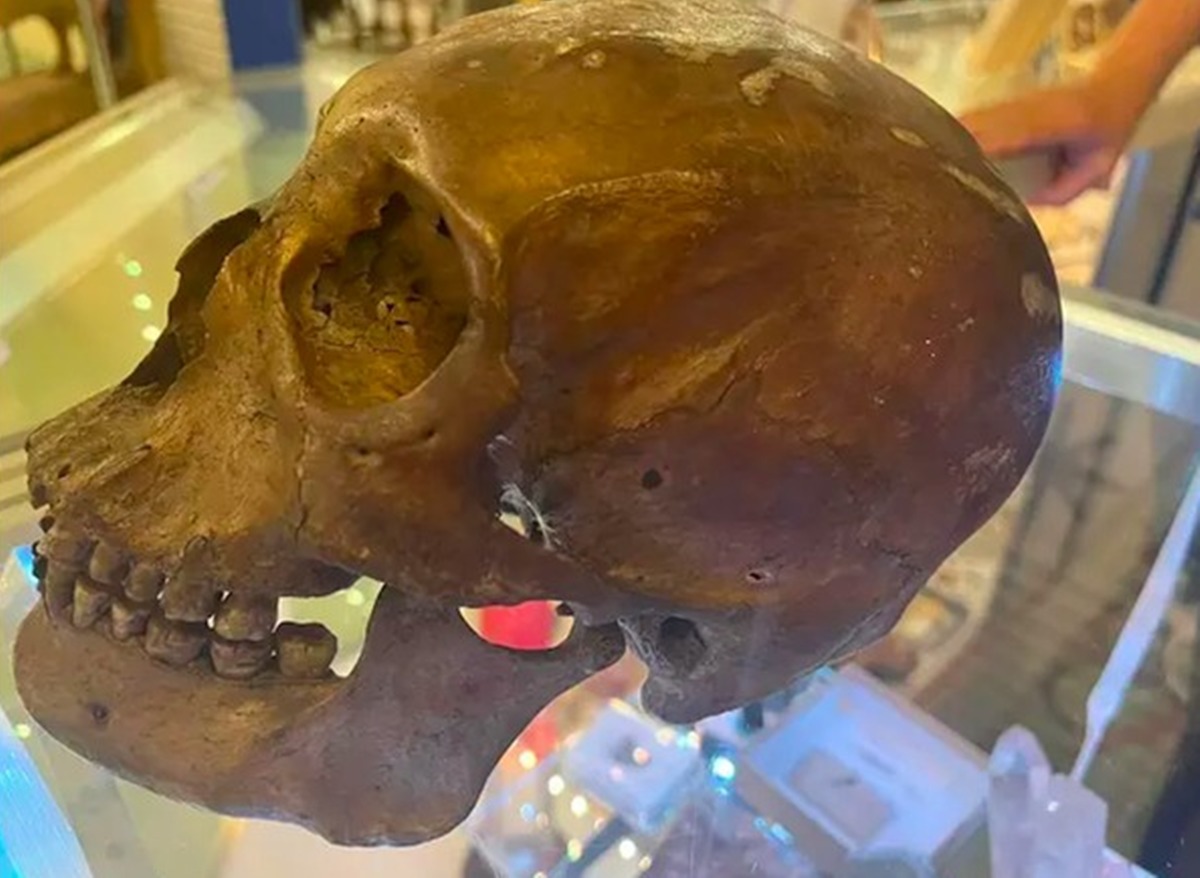 crânio humano - Flórida